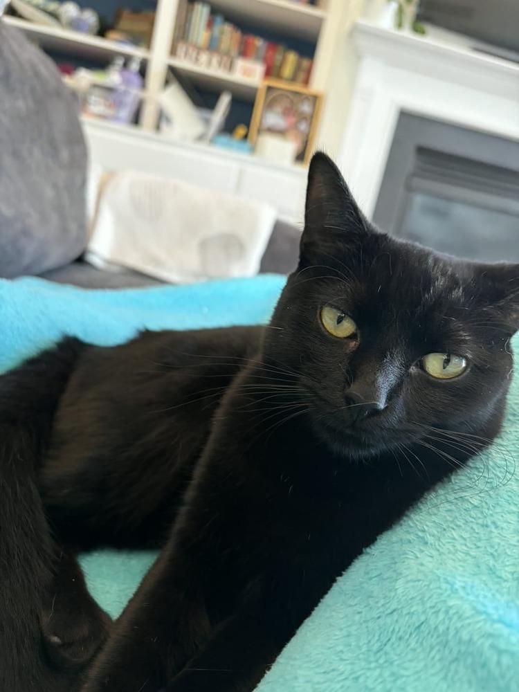 Enlarge Special Sauce, a Adoptable Domestic Short Hair in Milton, DE image 5/5