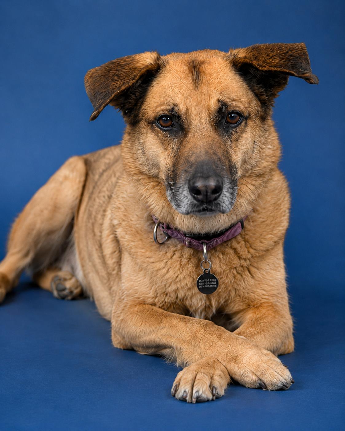 McCoy, ADOPTABLE, Senior Male German Shepherd Dog.
