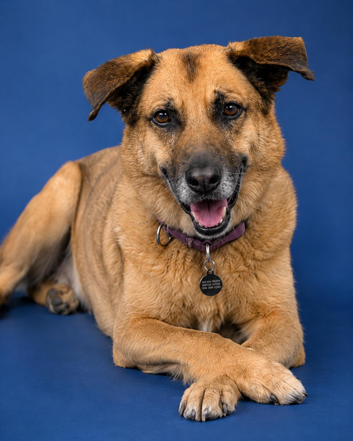 McCoy, a ADOPTABLE mixed breed in Toronto, ON image 2/4
