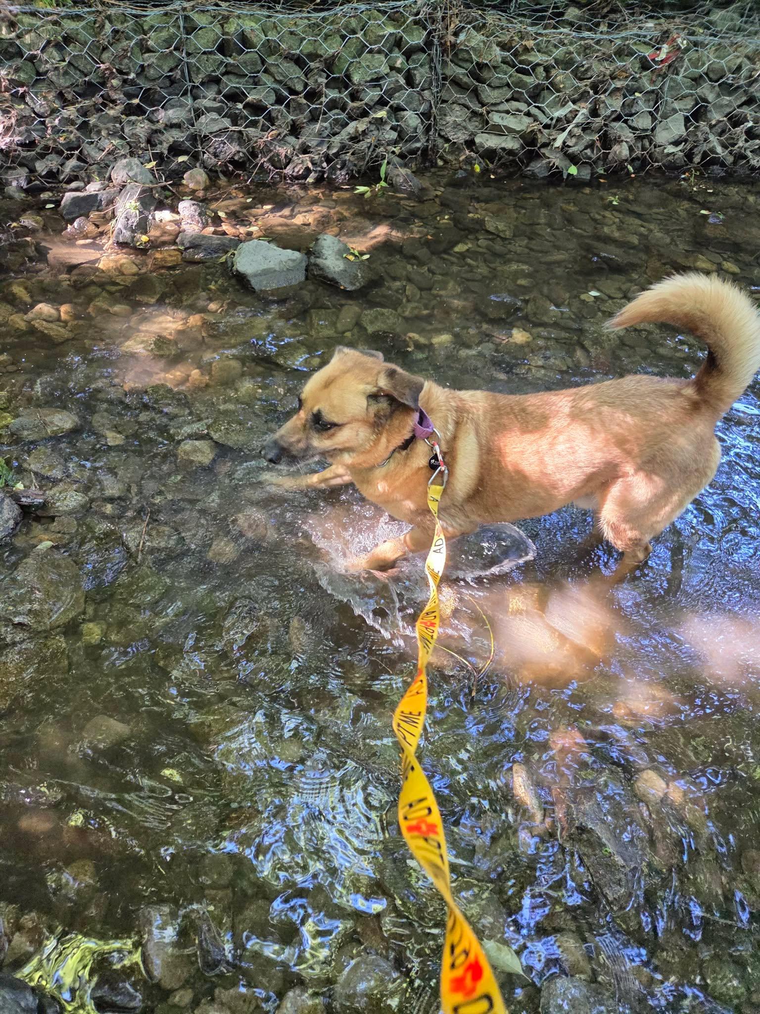 McCoy, a ADOPTABLE mixed breed in Toronto, ON image 4/4