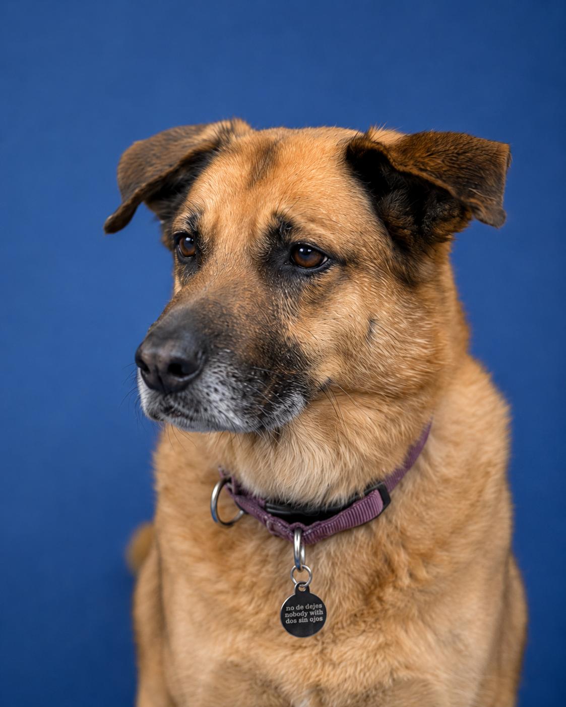 McCoy, a ADOPTABLE mixed breed in Toronto, ON image 3/4