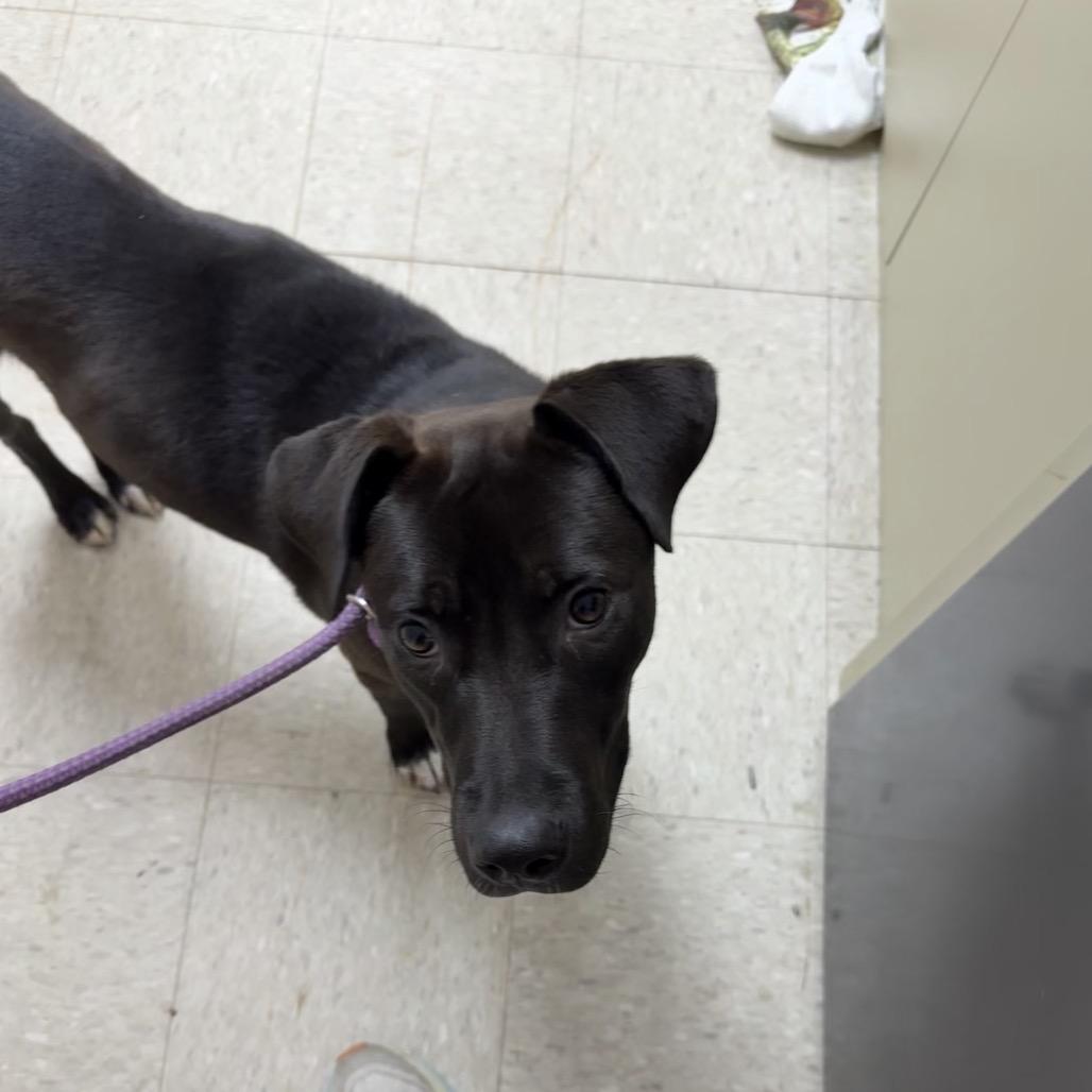 Enlarge Birdie, a Adoptable Labrador Retriever in Franklin, NC image 1/6