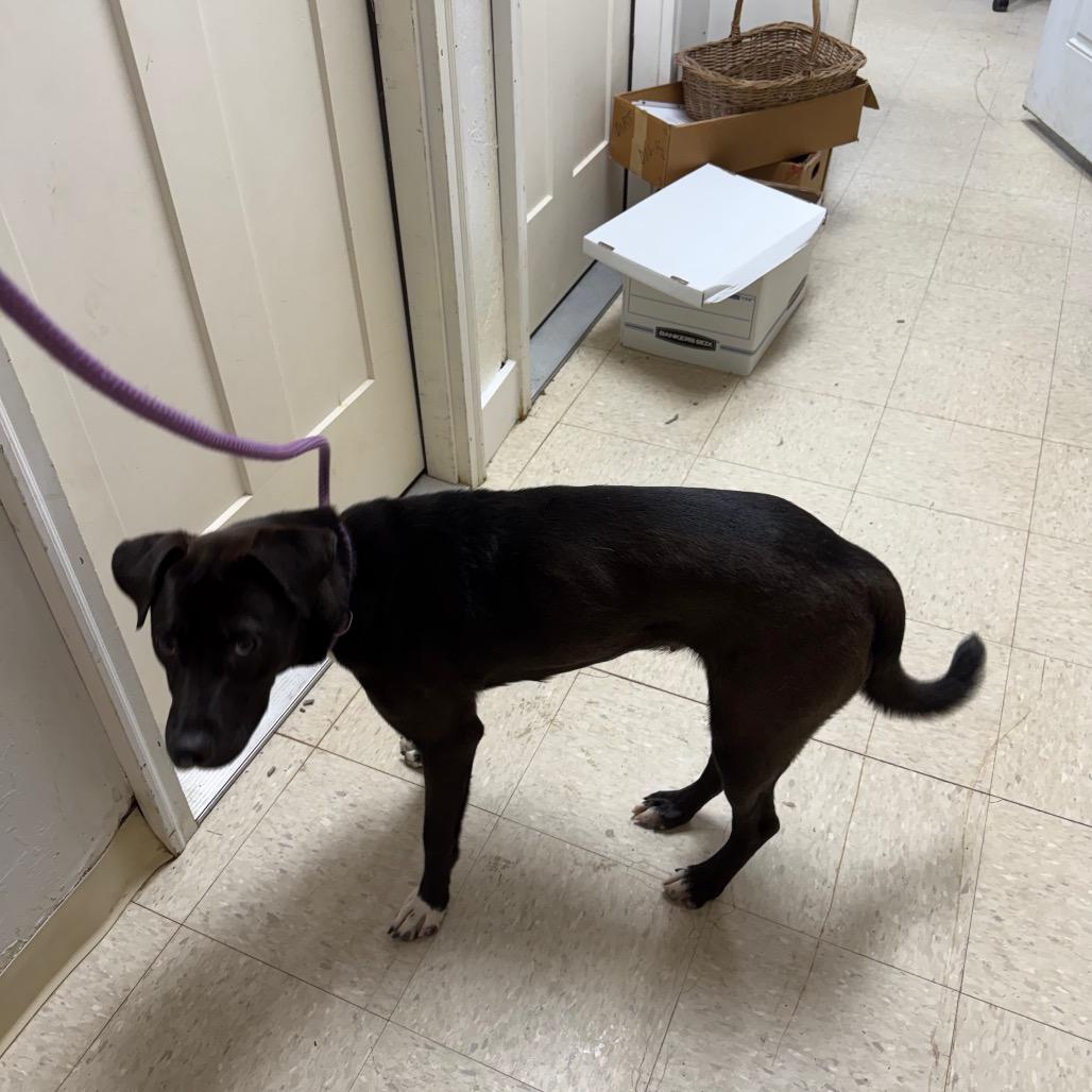 Enlarge Birdie, a Adoptable Labrador Retriever in Franklin, NC image 2/6