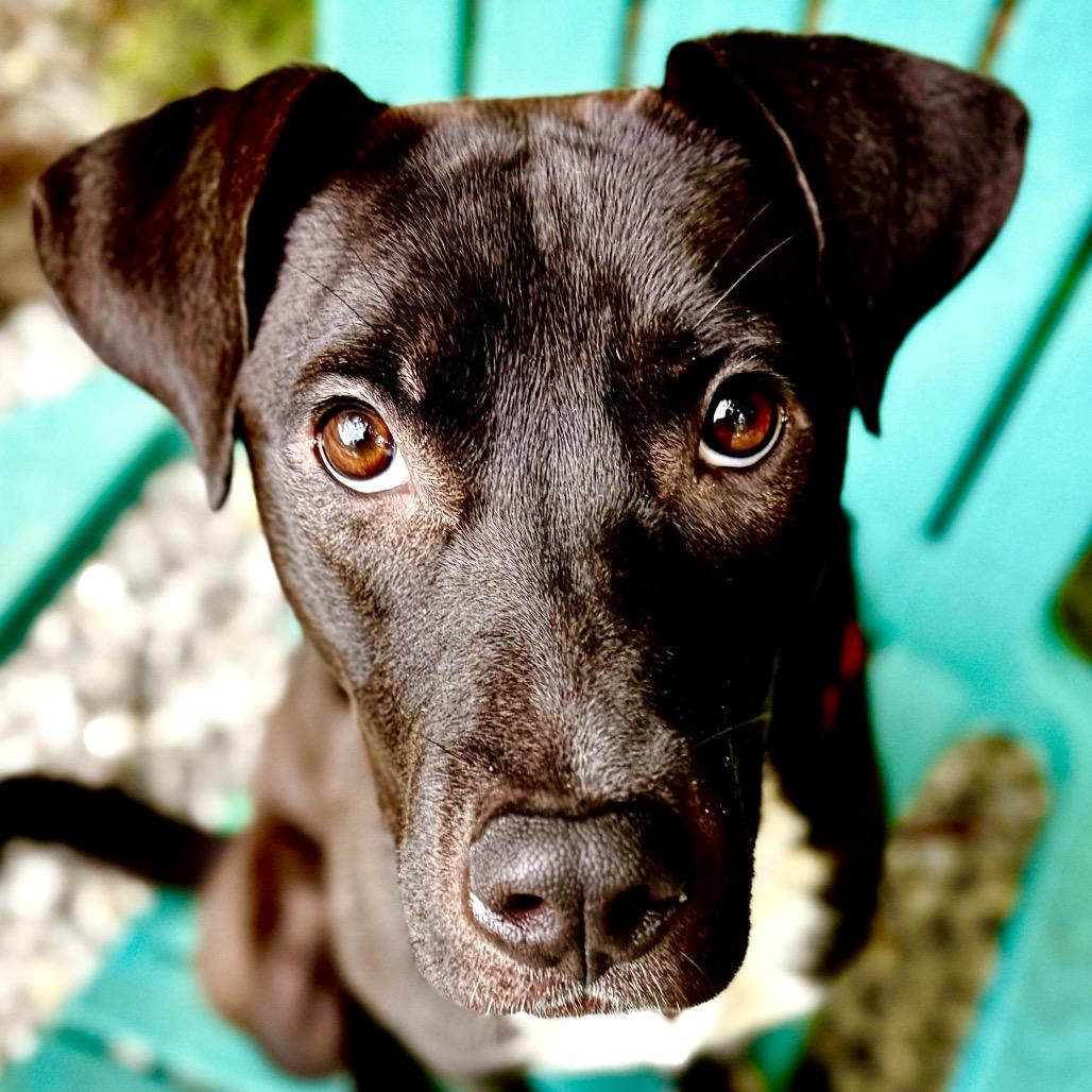 Enlarge Birdie, a Adoptable Labrador Retriever in Franklin, NC image 3/6