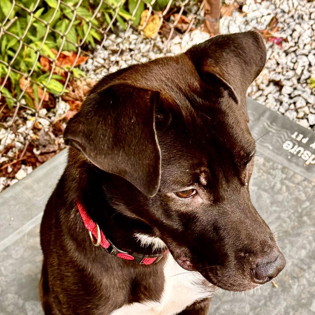Enlarge Birdie, a Adoptable Labrador Retriever in Franklin, NC image 4/6