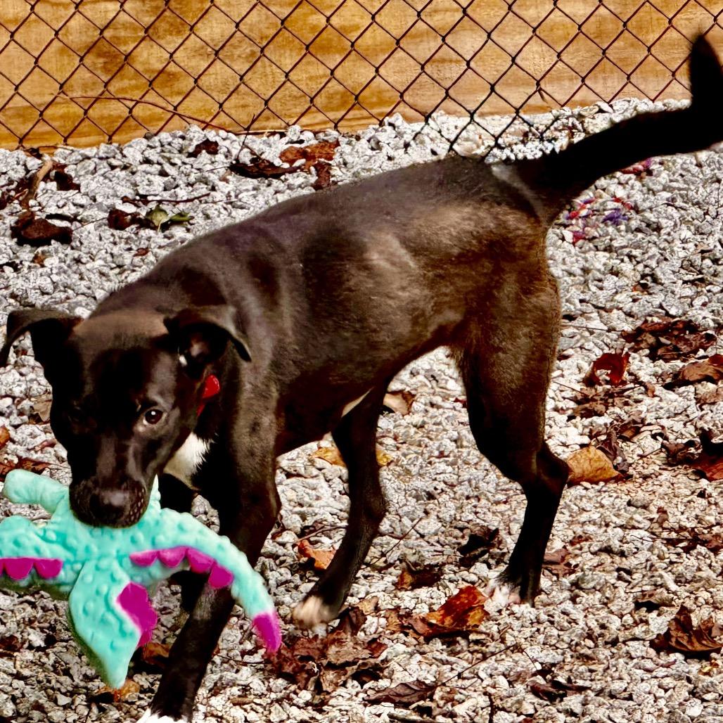 Enlarge Birdie, a Adoptable Labrador Retriever in Franklin, NC image 5/6