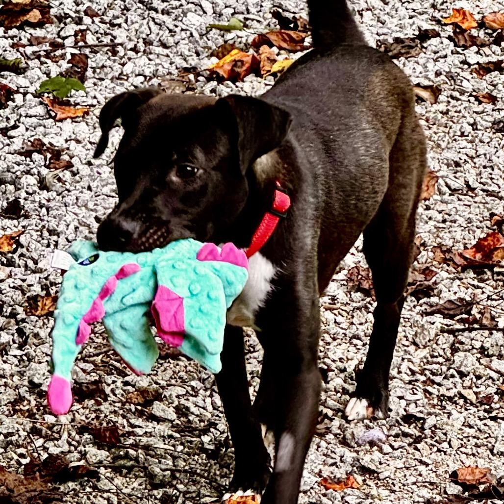 Enlarge Birdie, a Adoptable Labrador Retriever in Franklin, NC image 6/6