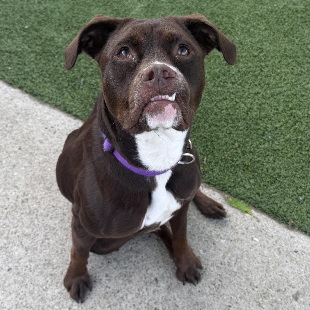 Latte, a Adoptable mixed breed in Indianapolis, IN image 1/3