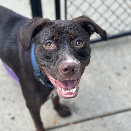Latte, a Adoptable mixed breed in Indianapolis, IN image 2/3