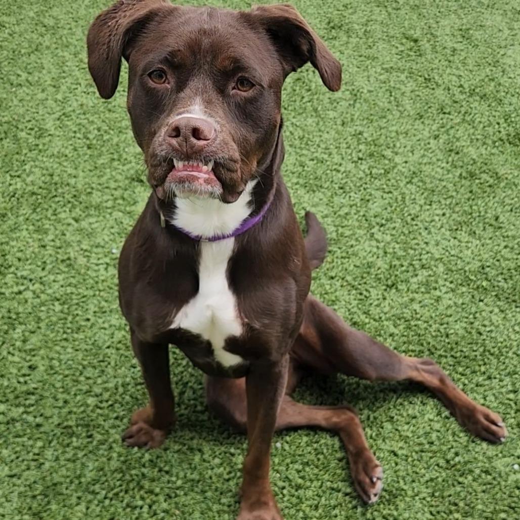 Latte, a Adoptable mixed breed in Indianapolis, IN image 3/3