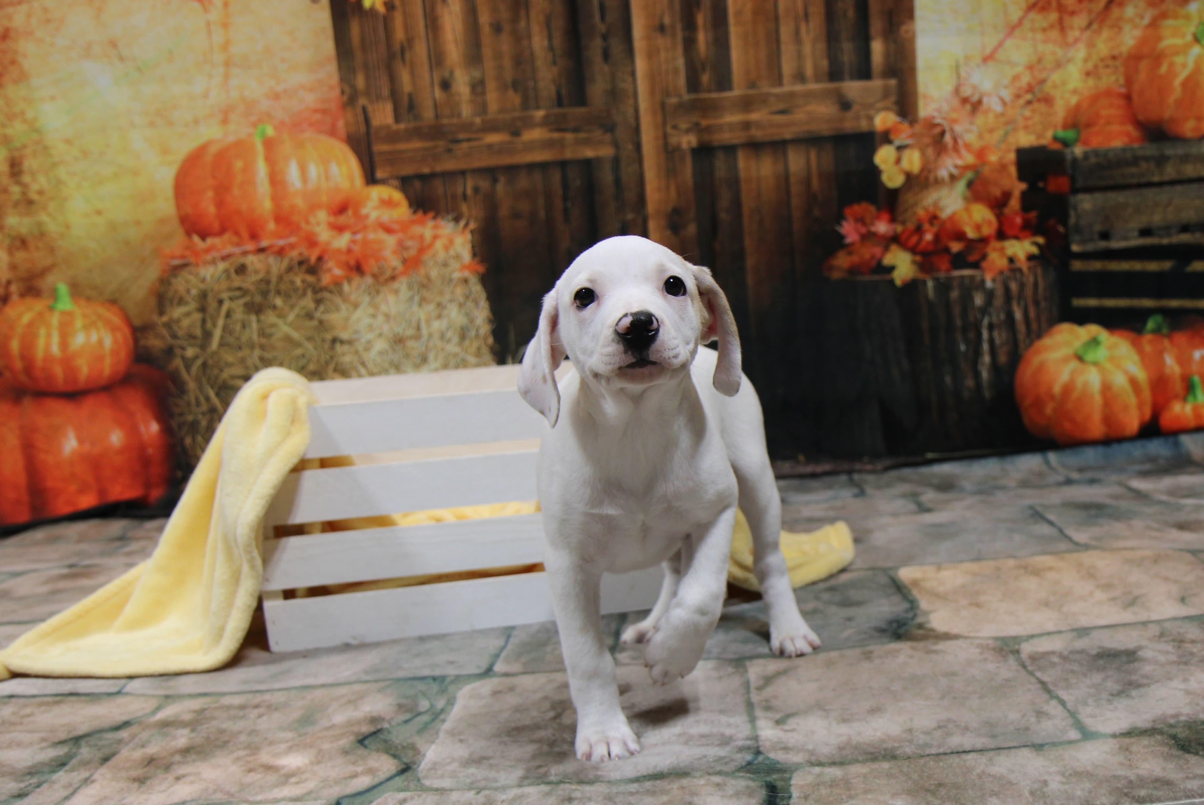 Enlarge Snow, a Adoptable Mixed Breed in Plain City, OH image 1/6