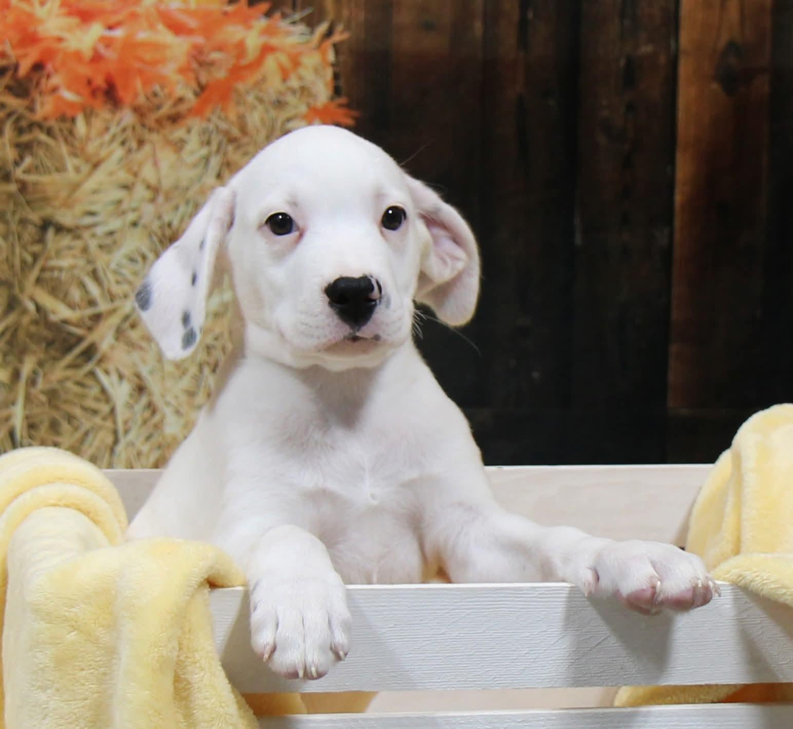 Enlarge Snow, a Adoptable Mixed Breed in Plain City, OH image 2/6