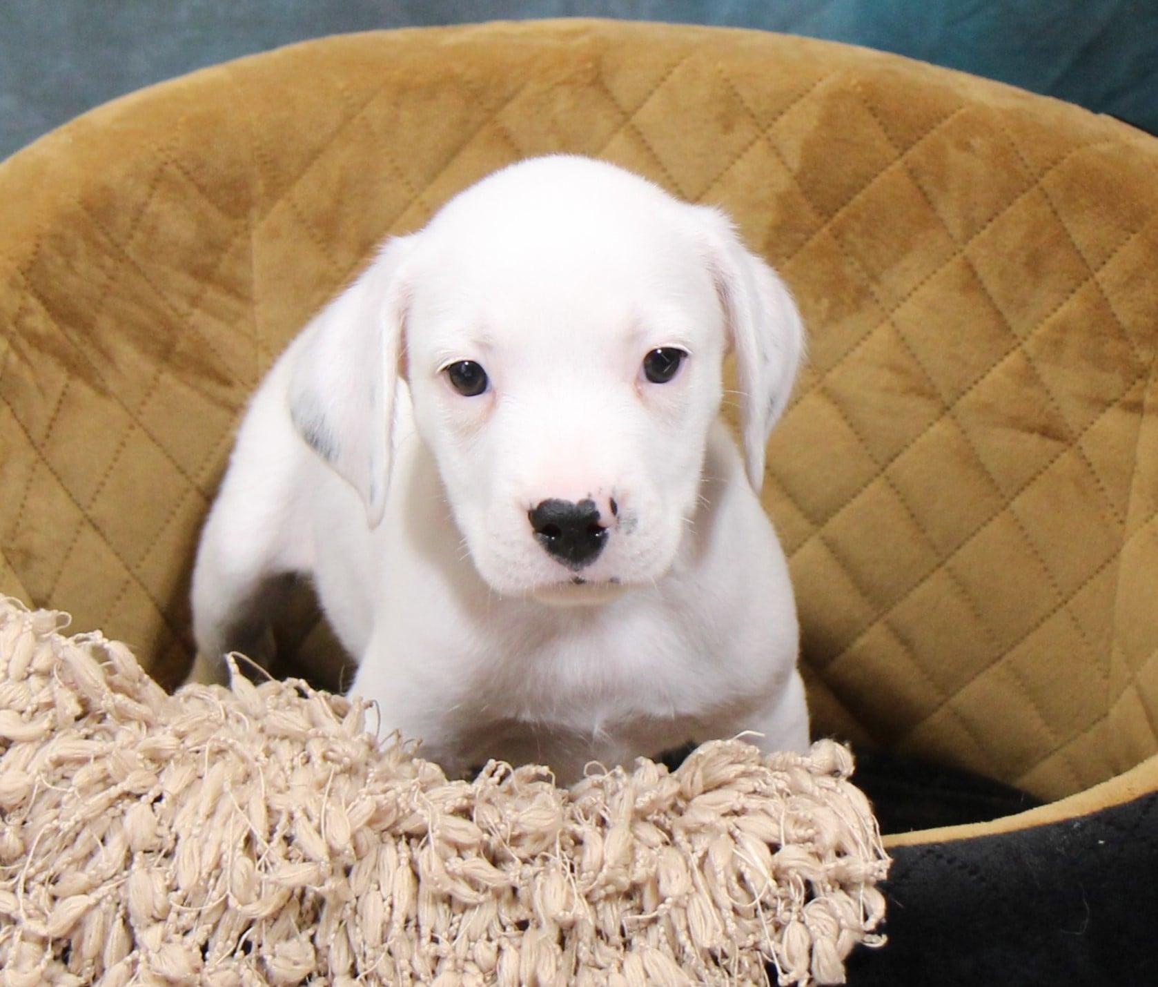 Enlarge Snow, a Adoptable Mixed Breed in Plain City, OH image 3/6