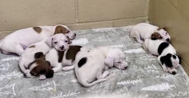 Enlarge Snow, a Adoptable Mixed Breed in Plain City, OH image 4/6