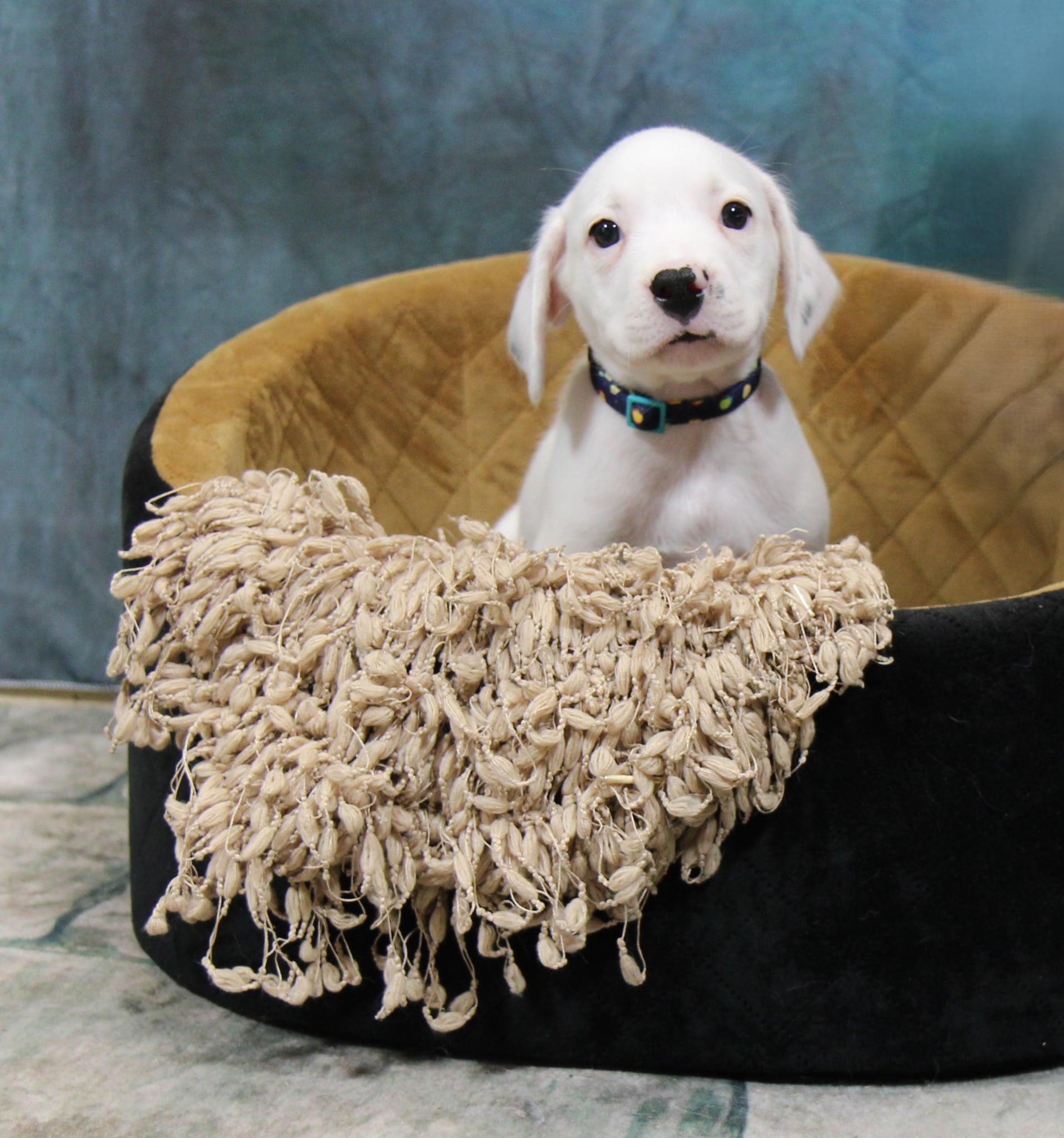Enlarge Snow, a Adoptable Mixed Breed in Plain City, OH image 5/6