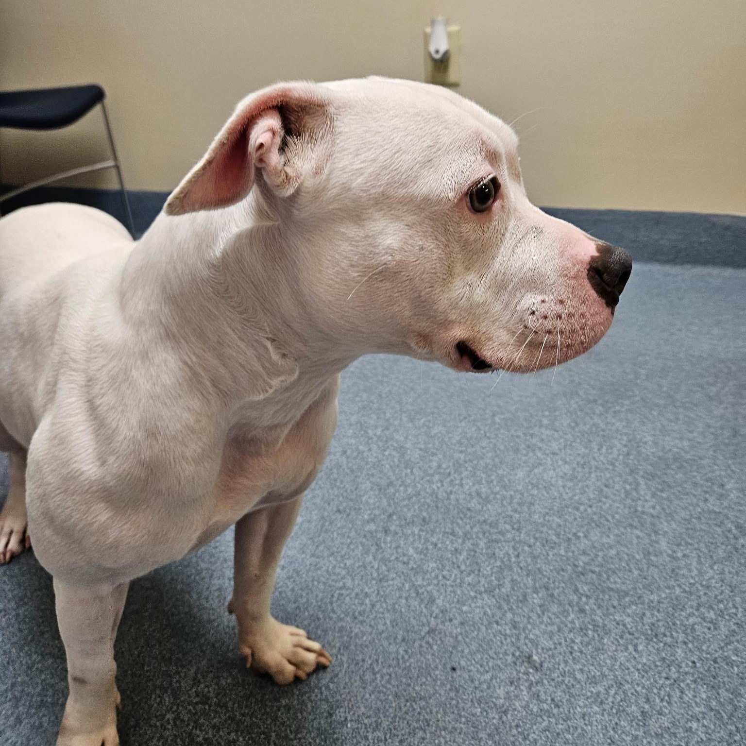 Enlarge Nova, a Adoptable Pit Bull Terrier in Suffolk, VA image 5/5