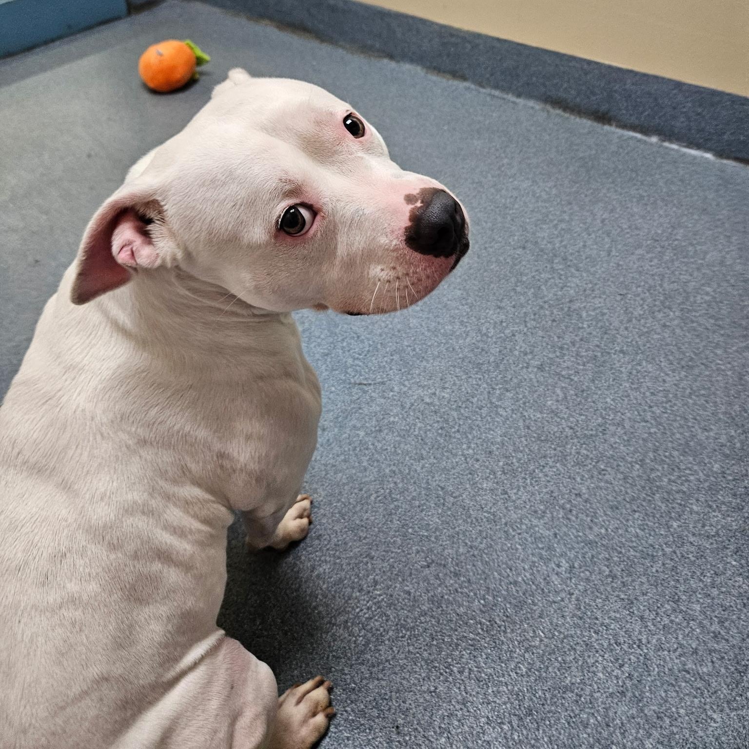 Enlarge Nova, a Adoptable Pit Bull Terrier in Suffolk, VA image 2/5