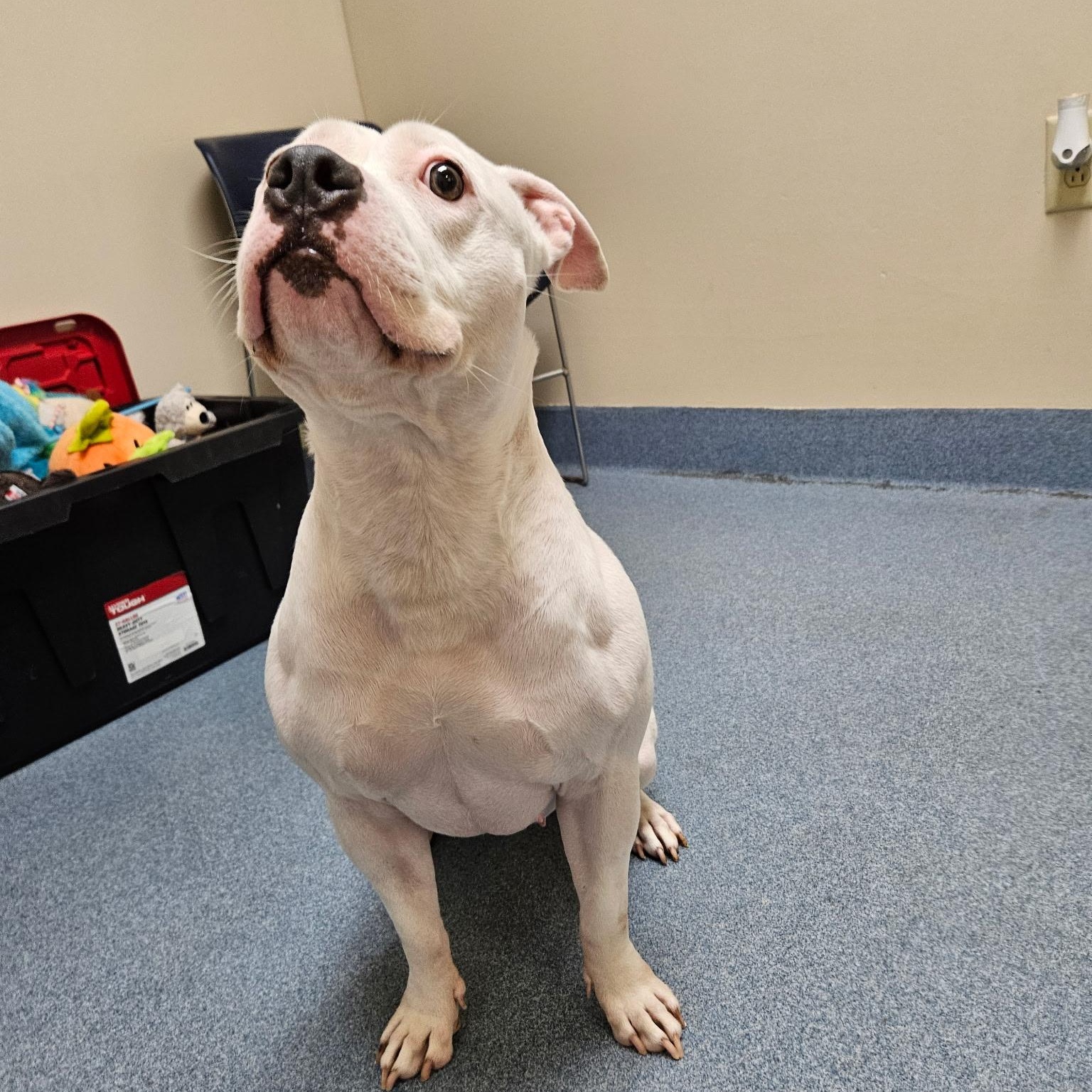 Enlarge Nova, a Adoptable Pit Bull Terrier in Suffolk, VA image 3/5