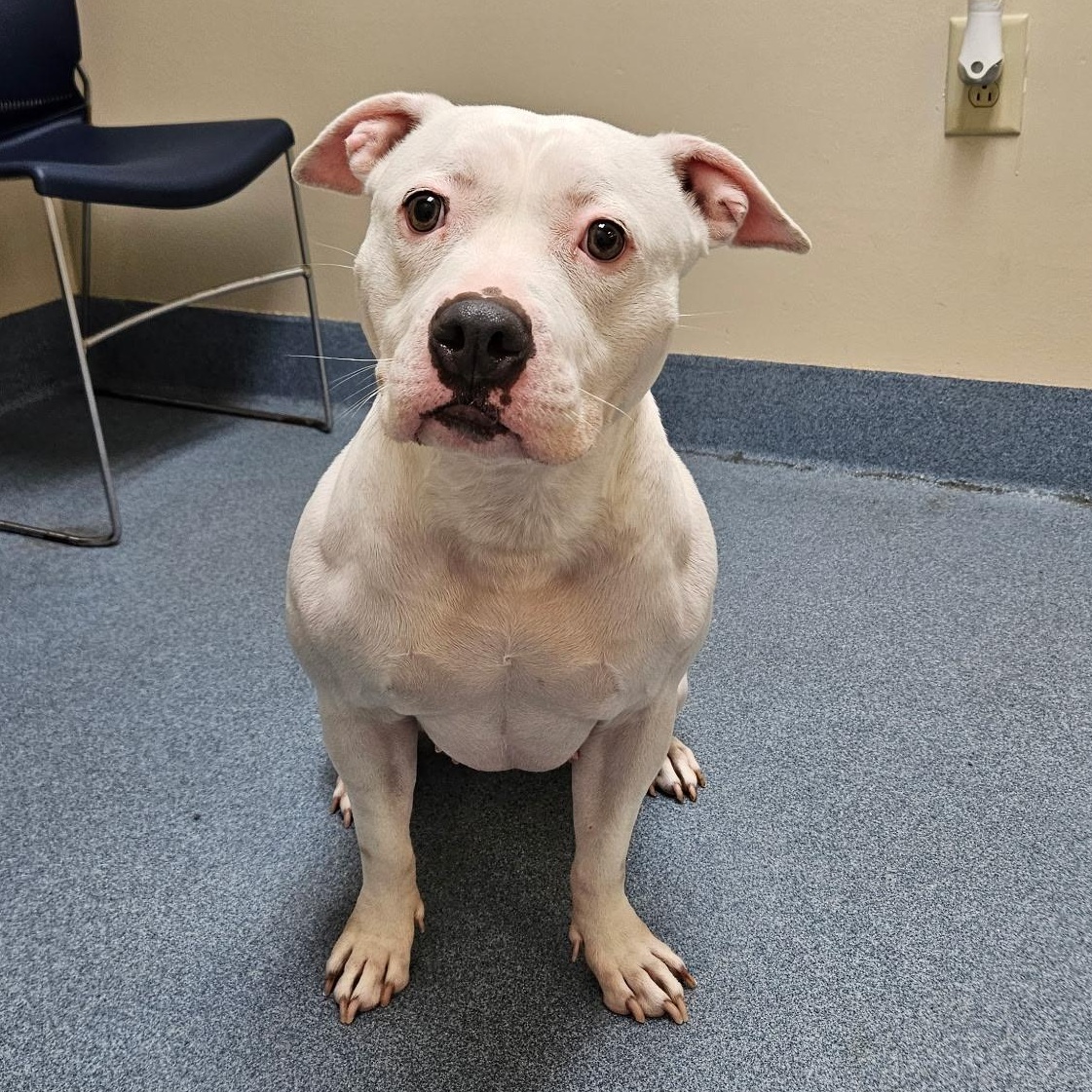 Enlarge Nova, a Adoptable Pit Bull Terrier in Suffolk, VA image 1/5