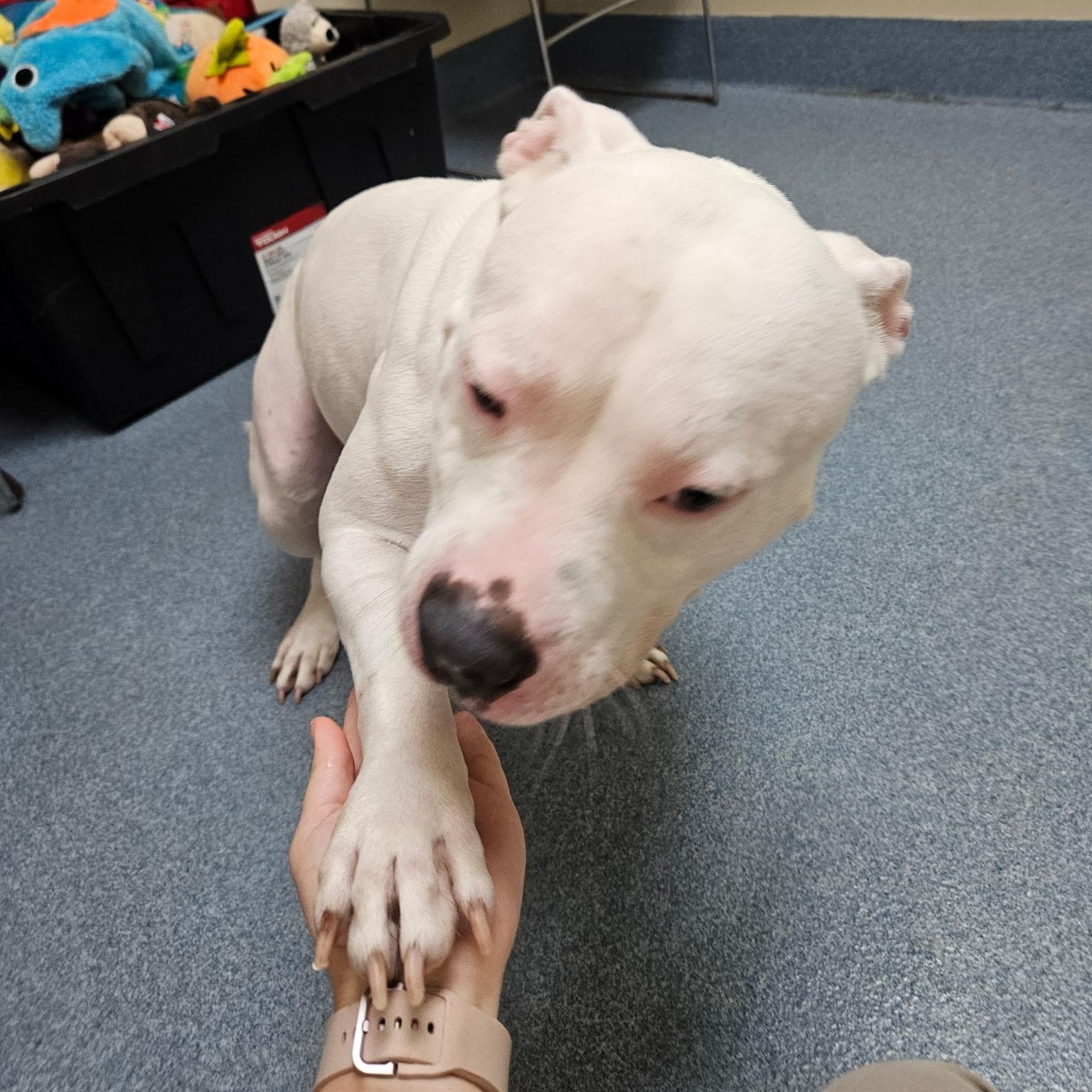 Enlarge Nova, a Adoptable Pit Bull Terrier in Suffolk, VA image 4/5