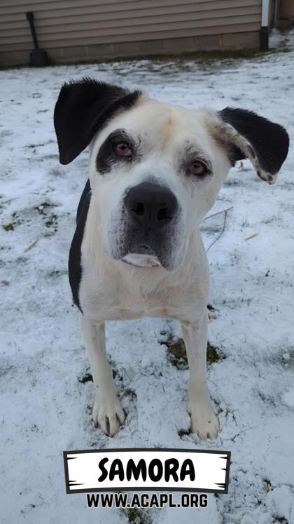 Enlarge Samora, a Adoptable mixed breed in Ashtabula, OH image 1/4