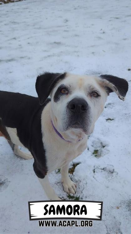 Enlarge Samora, a Adoptable mixed breed in Ashtabula, OH image 1/3