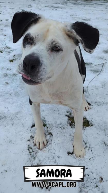 Enlarge Samora, a Adoptable mixed breed in Ashtabula, OH image 3/4