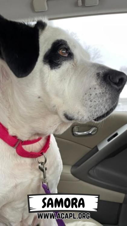 Enlarge Samora, a Adoptable mixed breed in Ashtabula, OH image 4/4