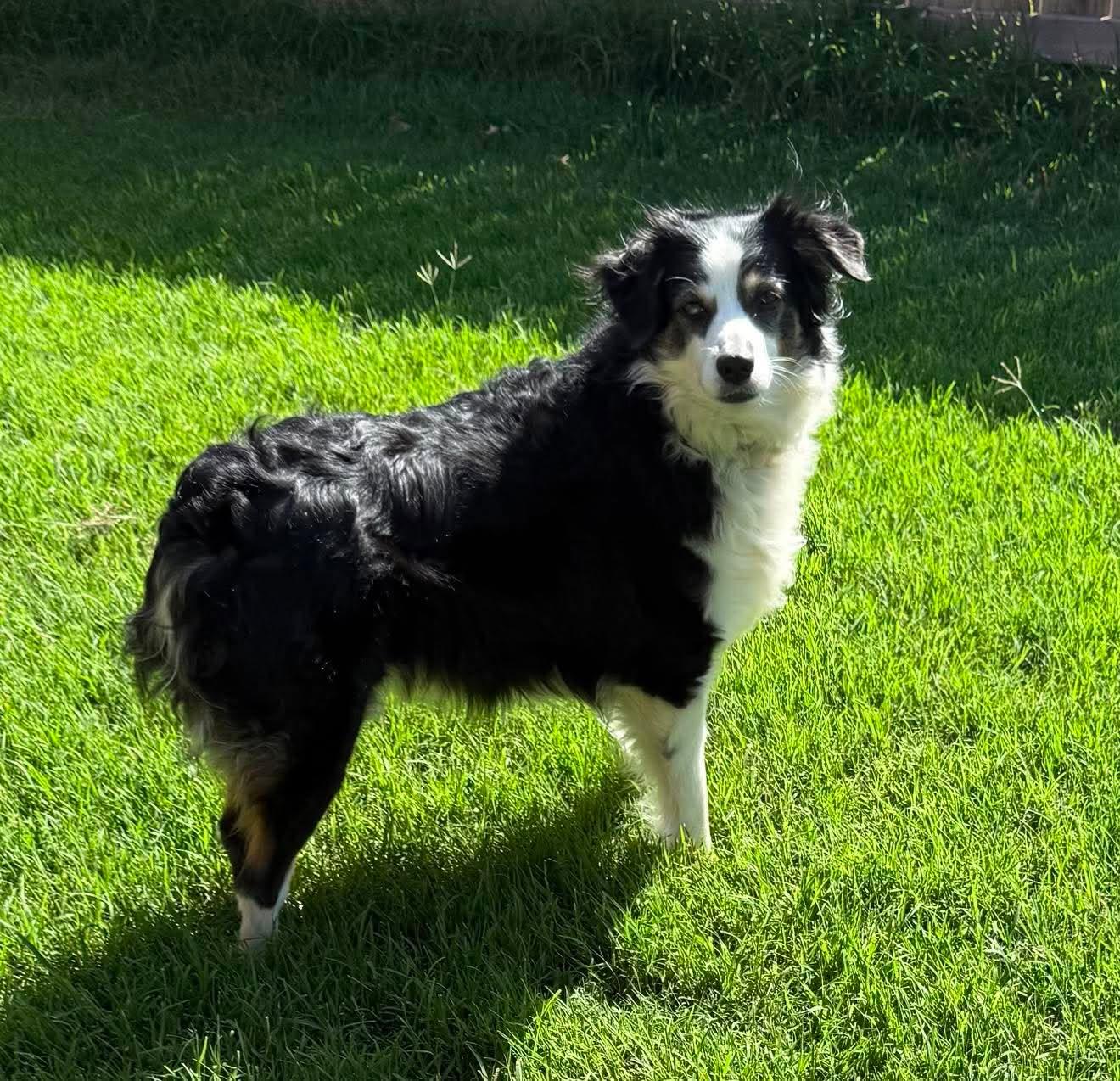Cricket, a ADOPTABLE Australian Shepherd in Oklahoma City, OK image 2/2