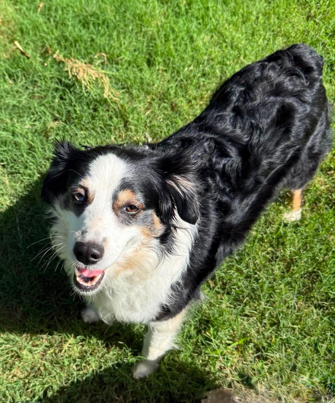 Cricket, ADOPTABLE, Adult Female Australian Shepherd.