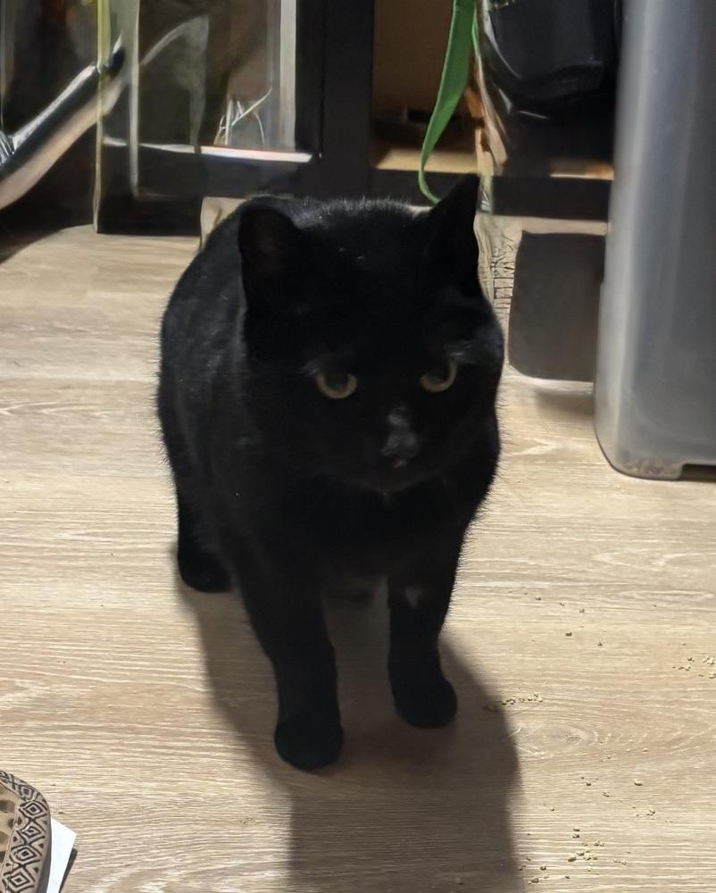 Enlarge DELANEY, a Adoptable Domestic Short Hair in New Woodstock, NY image 1/1