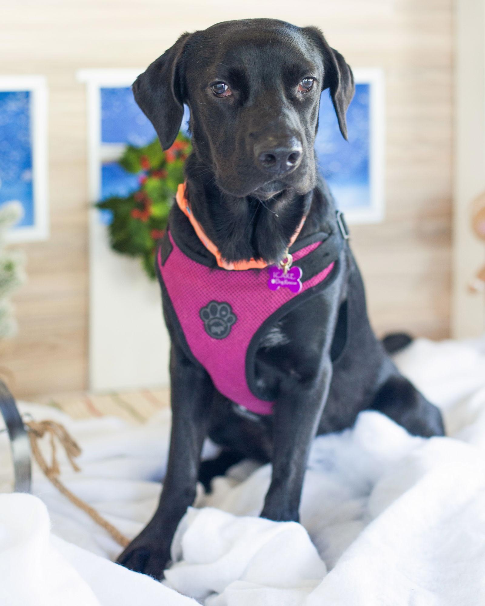 Jada, a Adoptable mixed breed in Corona, CA image 1/3