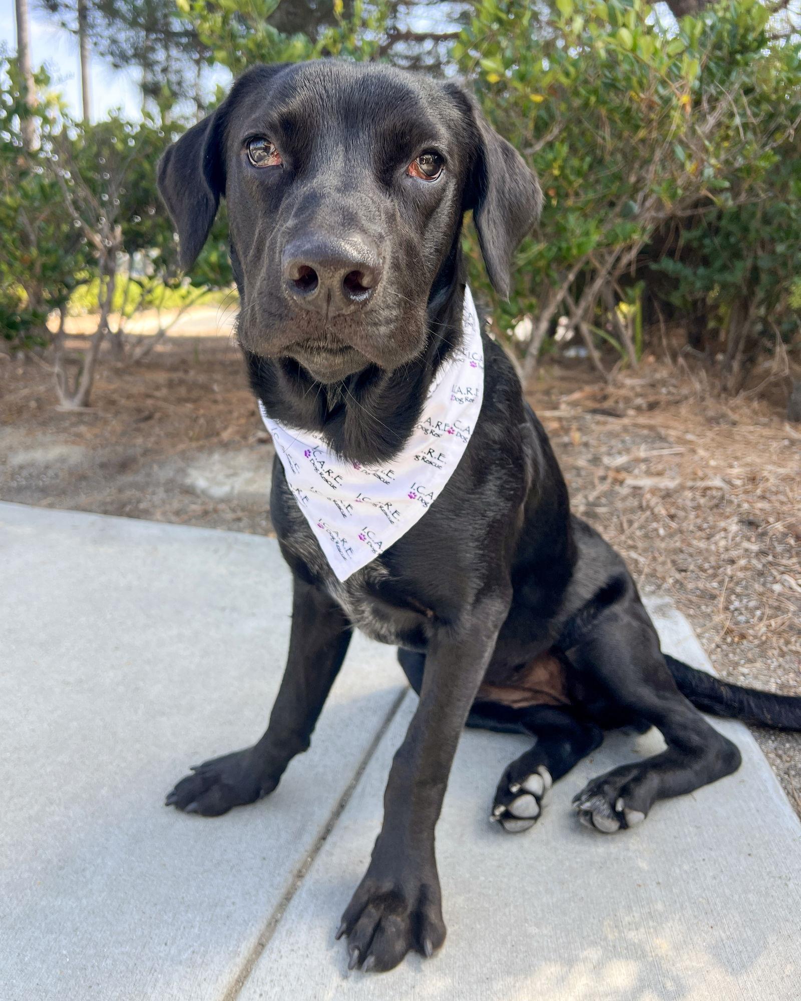 Jada, a Adoptable mixed breed in Corona, CA image 2/3