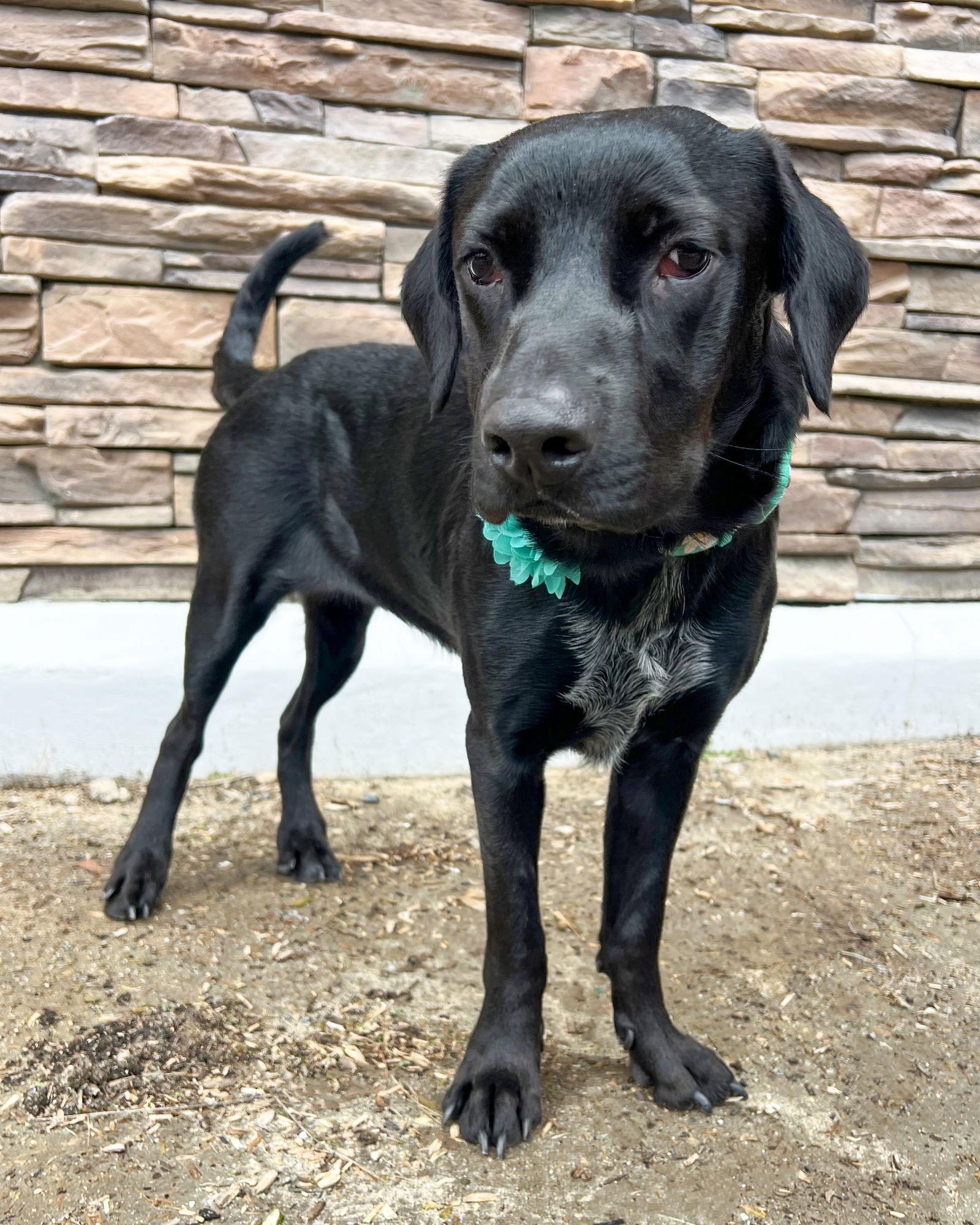 Jada, a Adoptable mixed breed in Corona, CA image 3/3