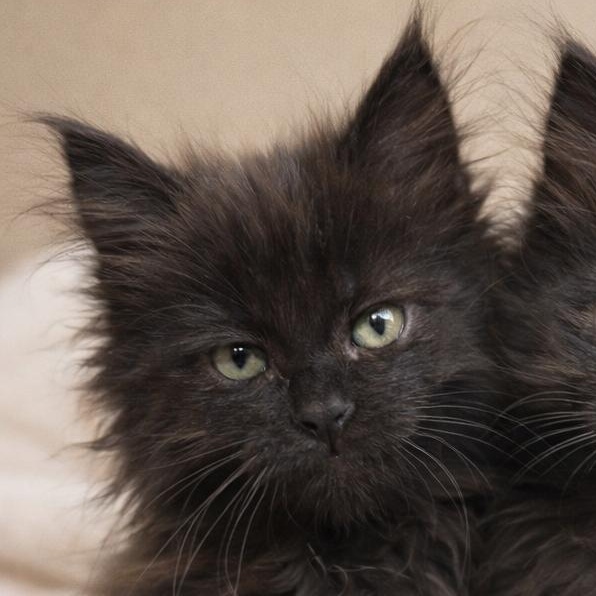 Zoe, Adoptable, Kitten Female Domestic Long Hair.