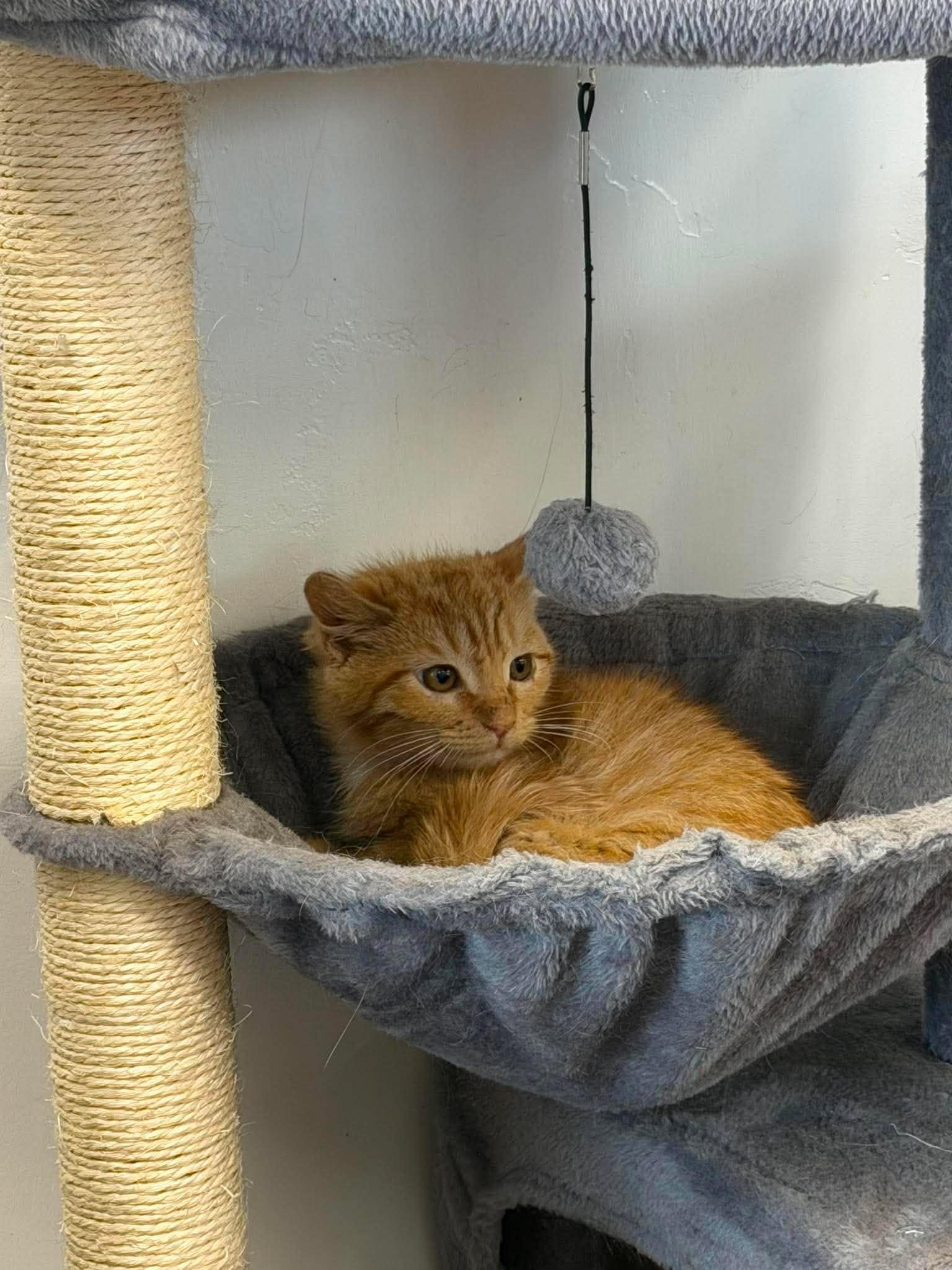Sizzle, a ADOPTABLE Domestic Short Hair in Roosevelt, UT image 1/4