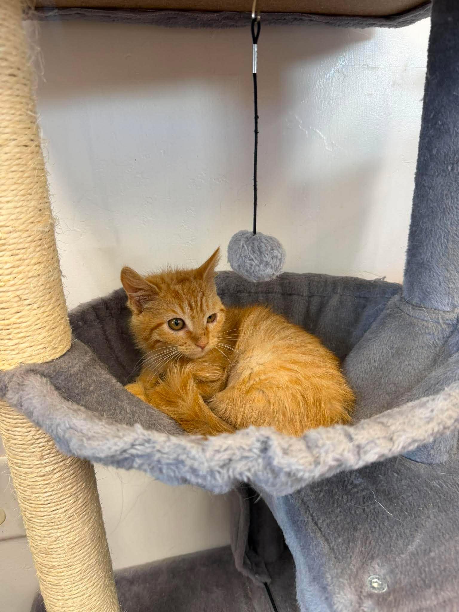 Sizzle, a ADOPTABLE Domestic Short Hair in Roosevelt, UT image 3/4