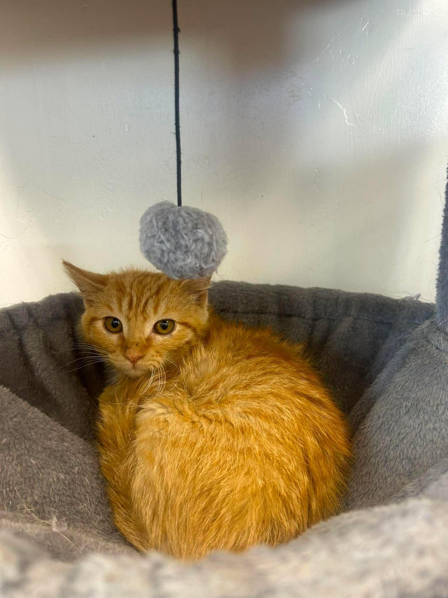 Sizzle, a ADOPTABLE Domestic Short Hair in Roosevelt, UT image 4/4
