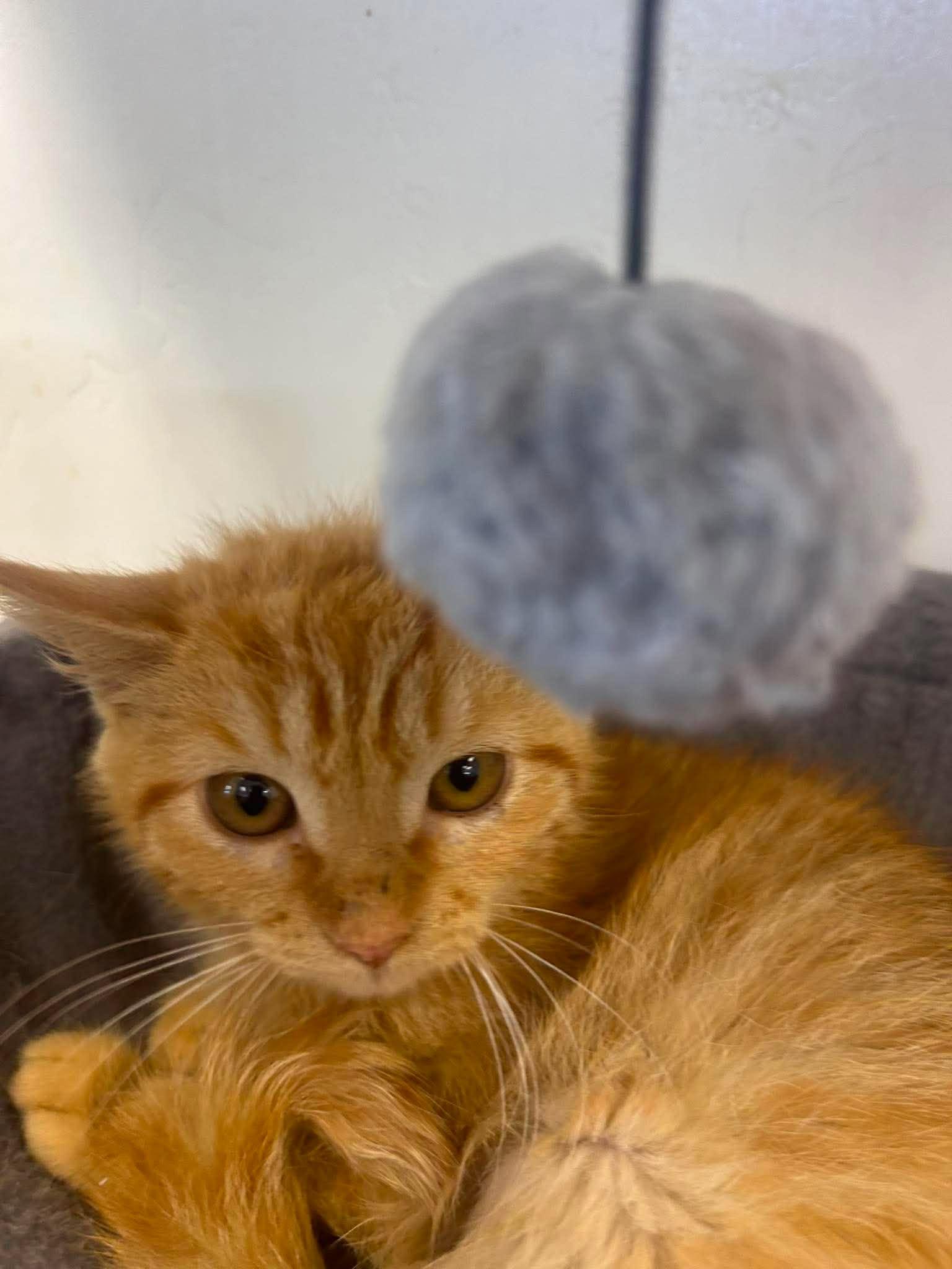 Sizzle, a ADOPTABLE Domestic Short Hair in Roosevelt, UT image 2/4