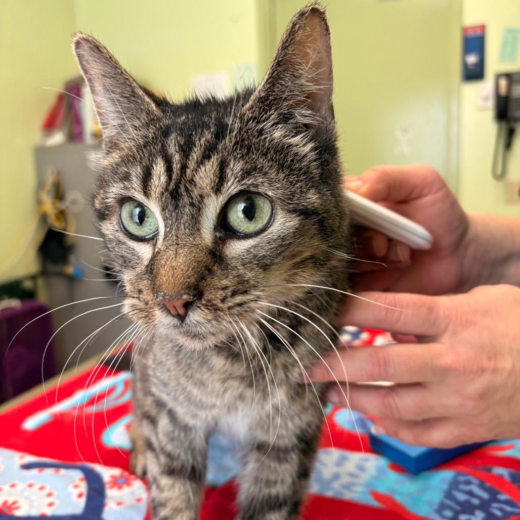 Grenda, Adoptable, Senior Female Domestic Short Hair.