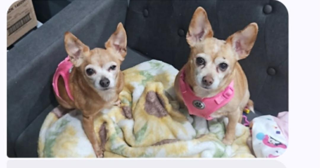 SHIRLEY & PEARL, ADOPTABLE, Senior Female Chihuahua.