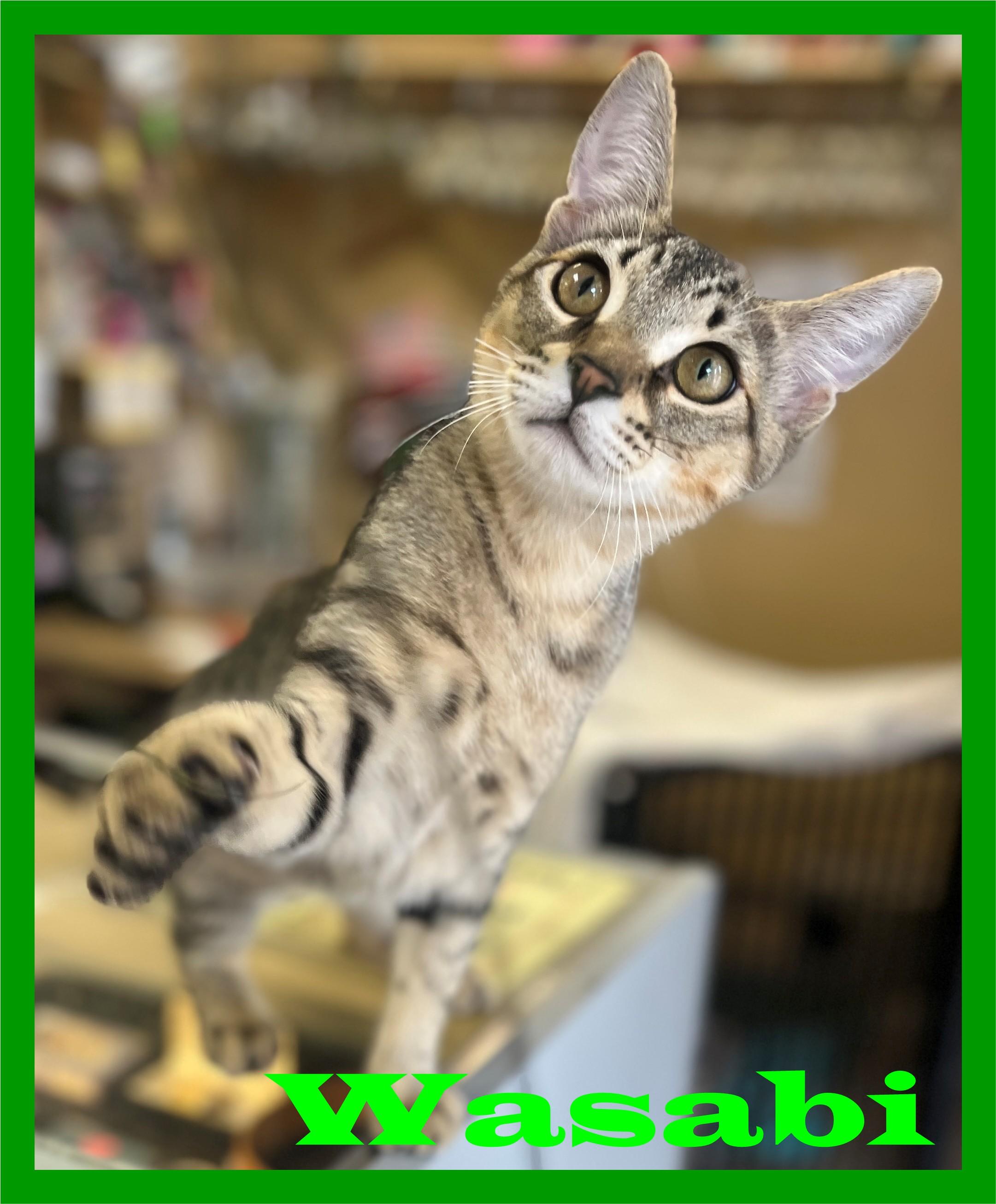 Wasabi & Bento, a ADOPTABLE mixed breed in Eugene, OR image 5/5