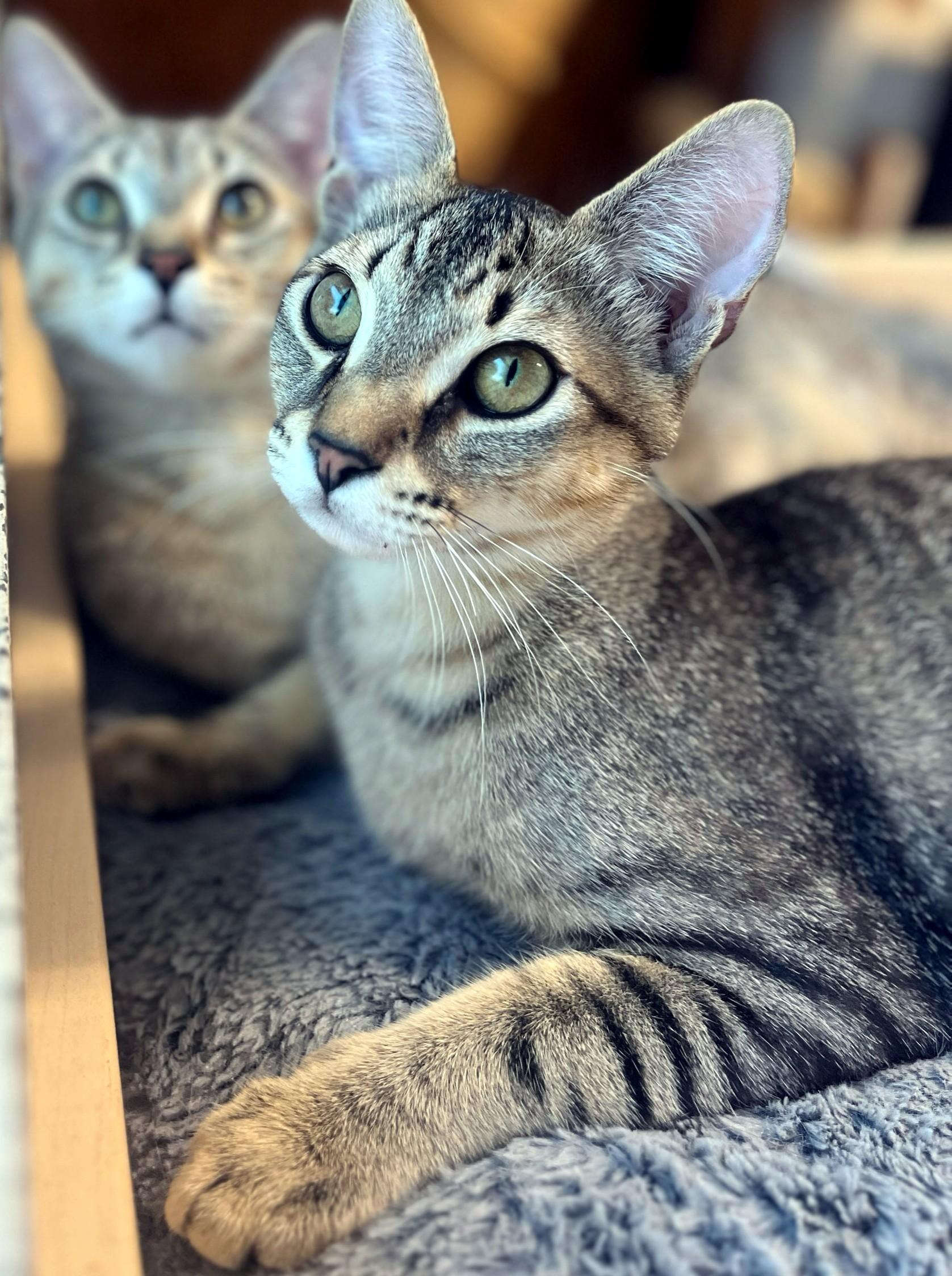 Wasabi & Bento, a ADOPTABLE mixed breed in Eugene, OR image 2/5