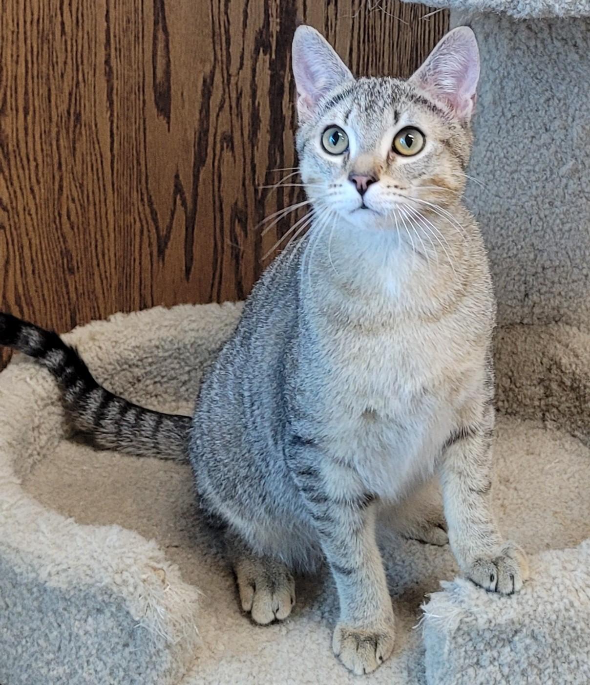 Wasabi & Bento, a ADOPTABLE mixed breed in Eugene, OR image 4/5