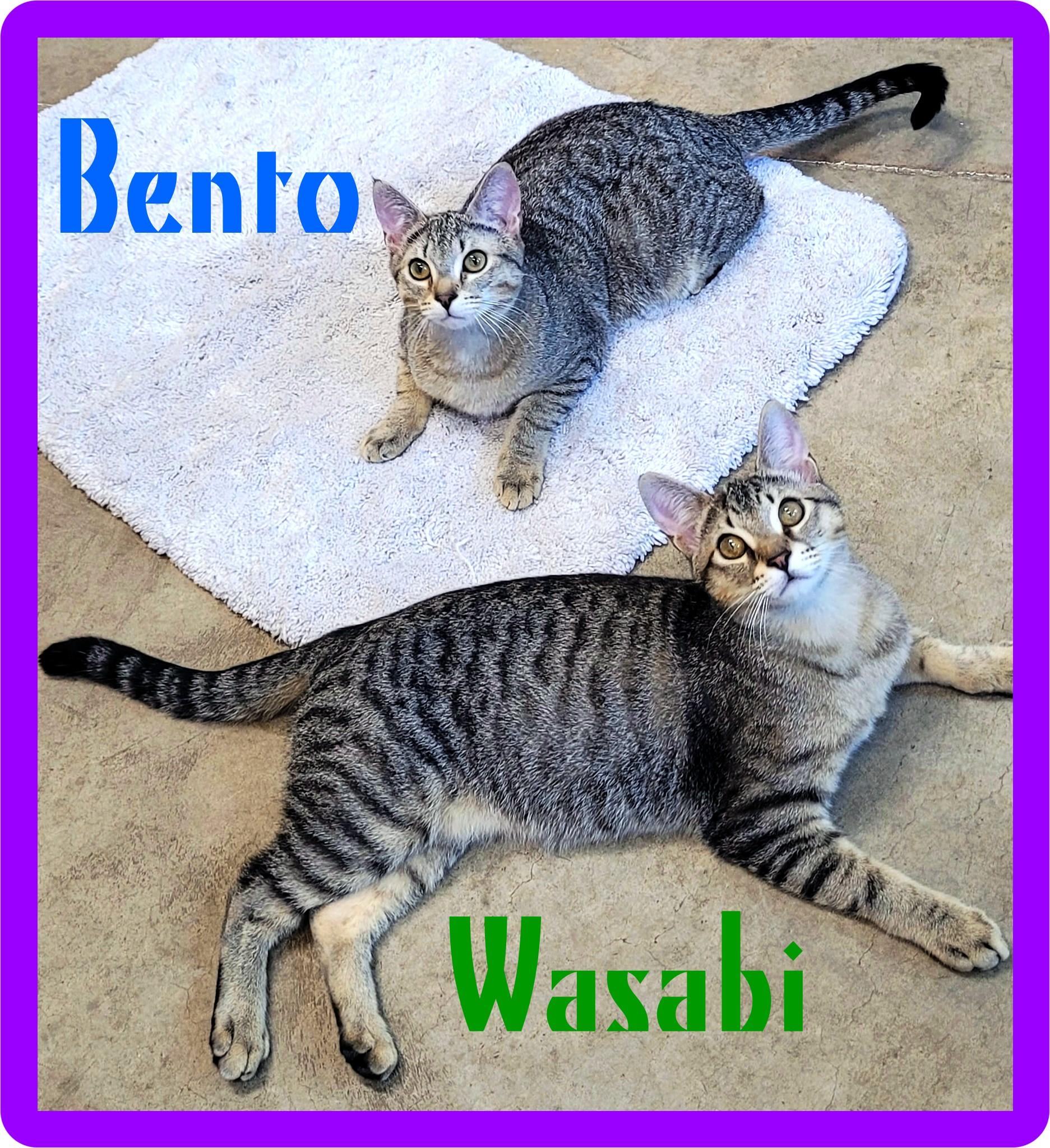 Wasabi & Bento, ADOPTABLE, Young Male Domestic Short Hair & Abyssinian.
