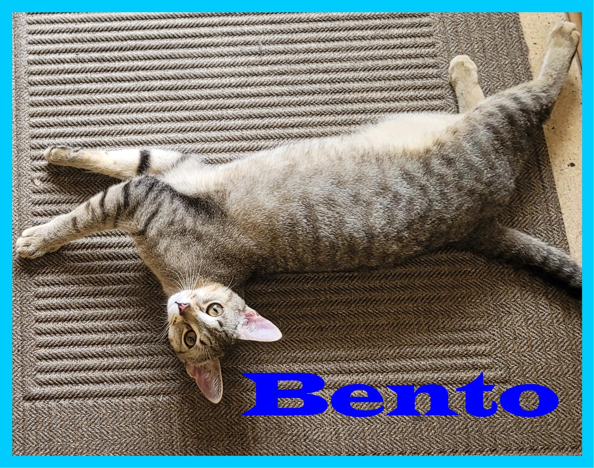 Wasabi & Bento, a ADOPTABLE mixed breed in Eugene, OR image 3/5