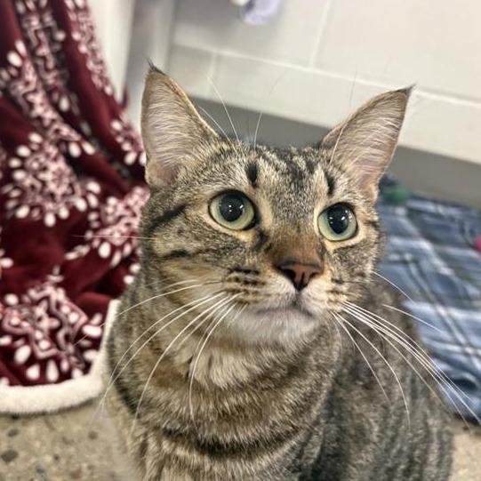 Lock, Adoptable, Adult Male Domestic Short Hair.