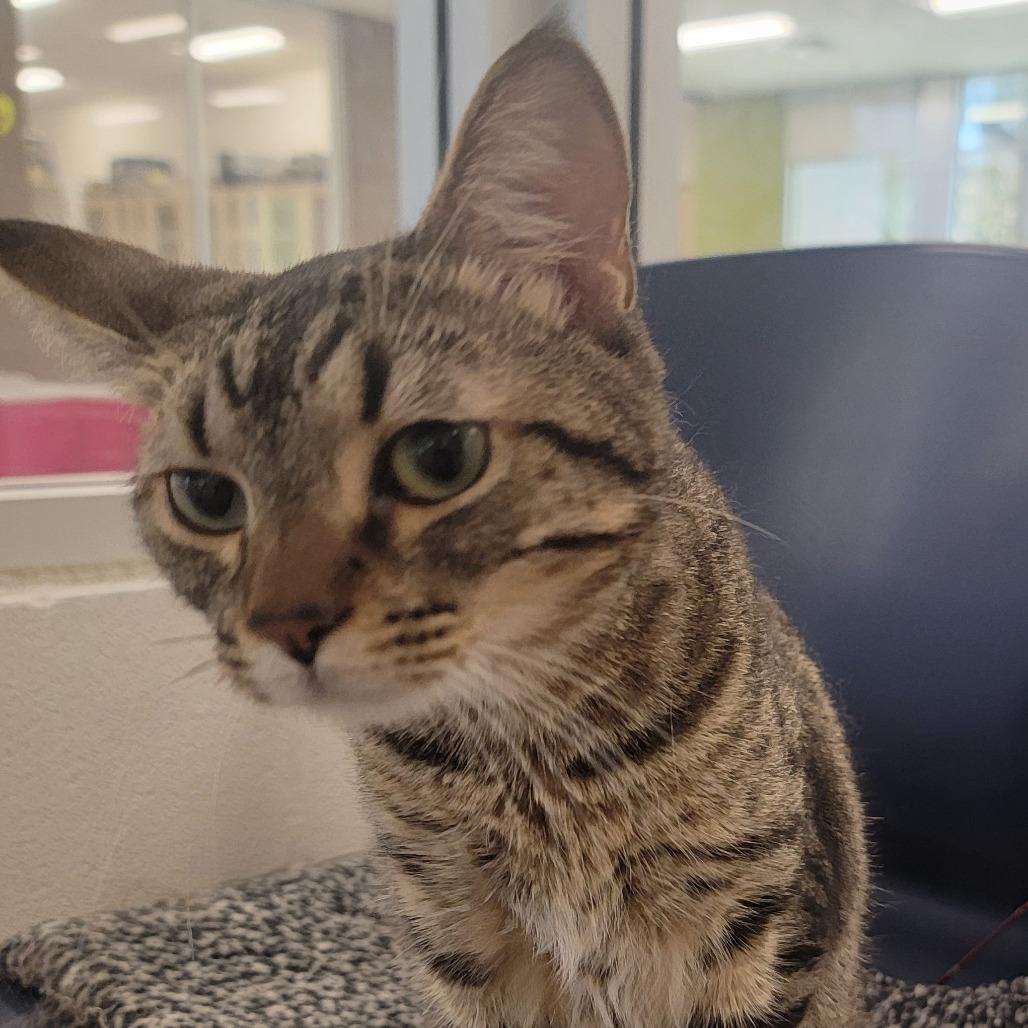Lock, a Adoptable Domestic Short Hair in Phoenix, AZ image 2/3