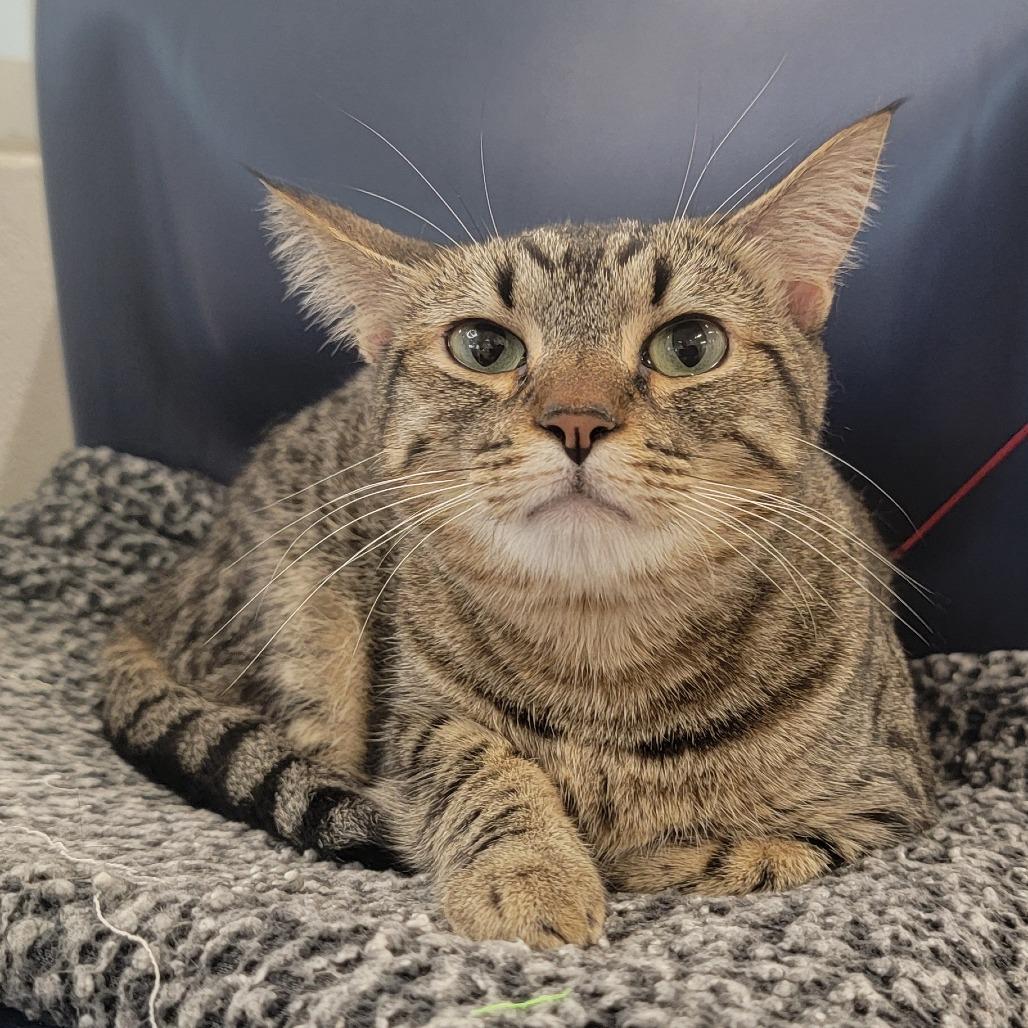 Lock, a Adoptable Domestic Short Hair in Phoenix, AZ image 3/3