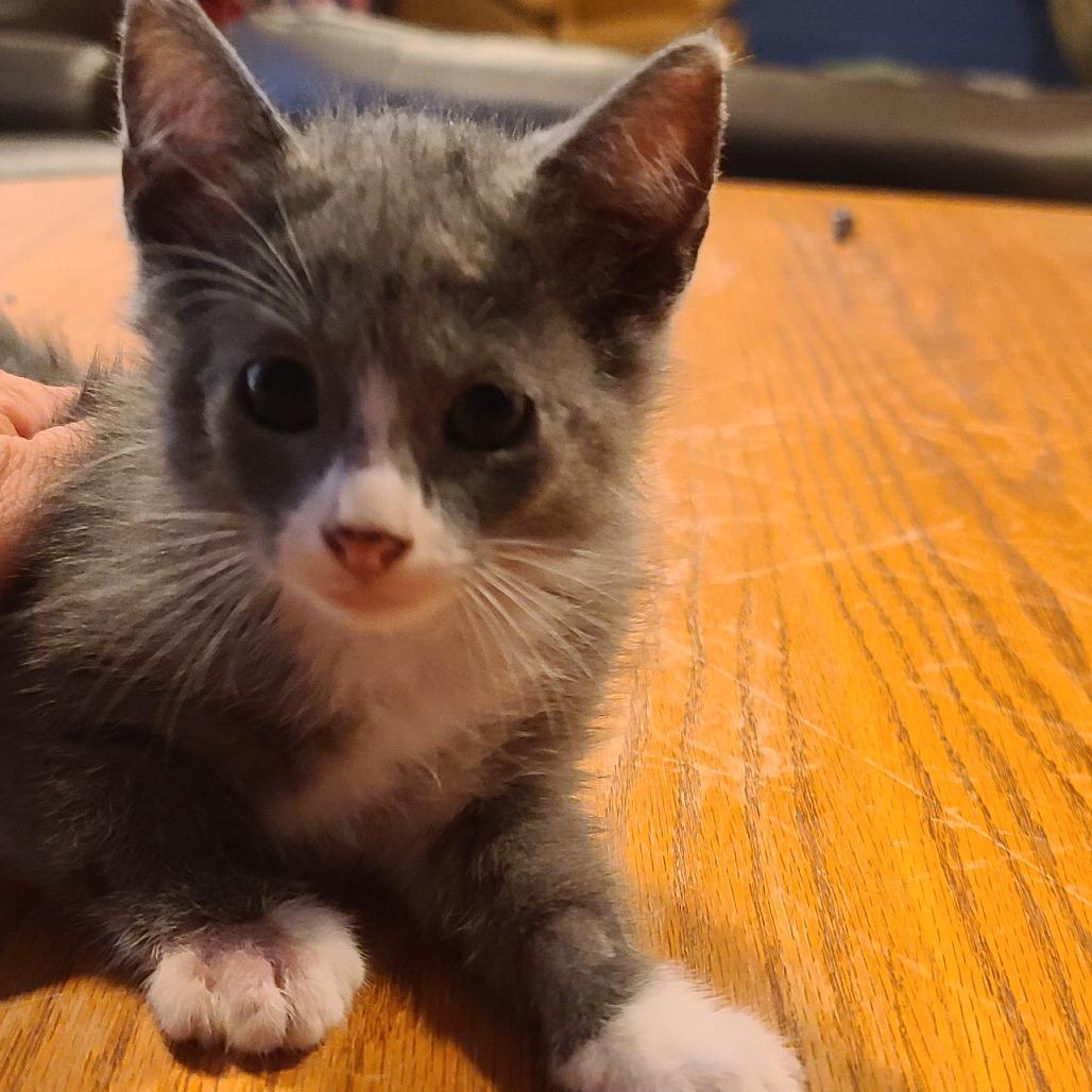 Enlarge Wisp ~ C70163, a Adoptable Domestic Short Hair in Minnetonka, MN image 2/2